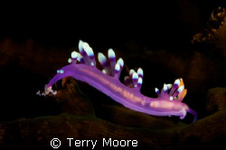 A beautiful Nudibranch, one of 55 different species I pho... by Terry Moore 